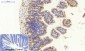 PPAR-γ Polyclonal Antibody